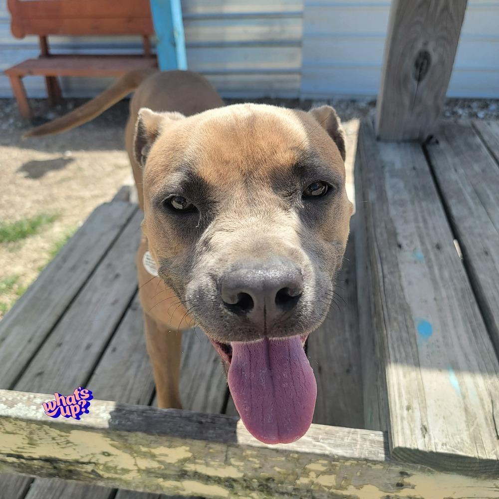 Garth, a Adoptable mixed breed in Warrenton, MO image 5/6