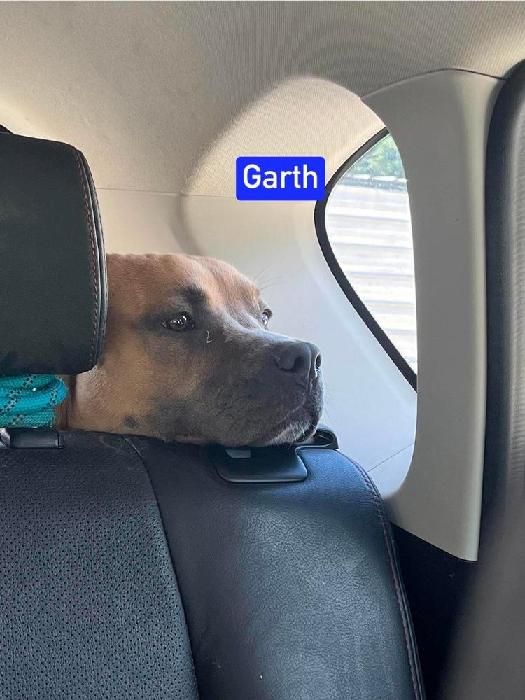 Enlarge Garth, a Adoptable mixed breed in Warrenton, MO image 4/6