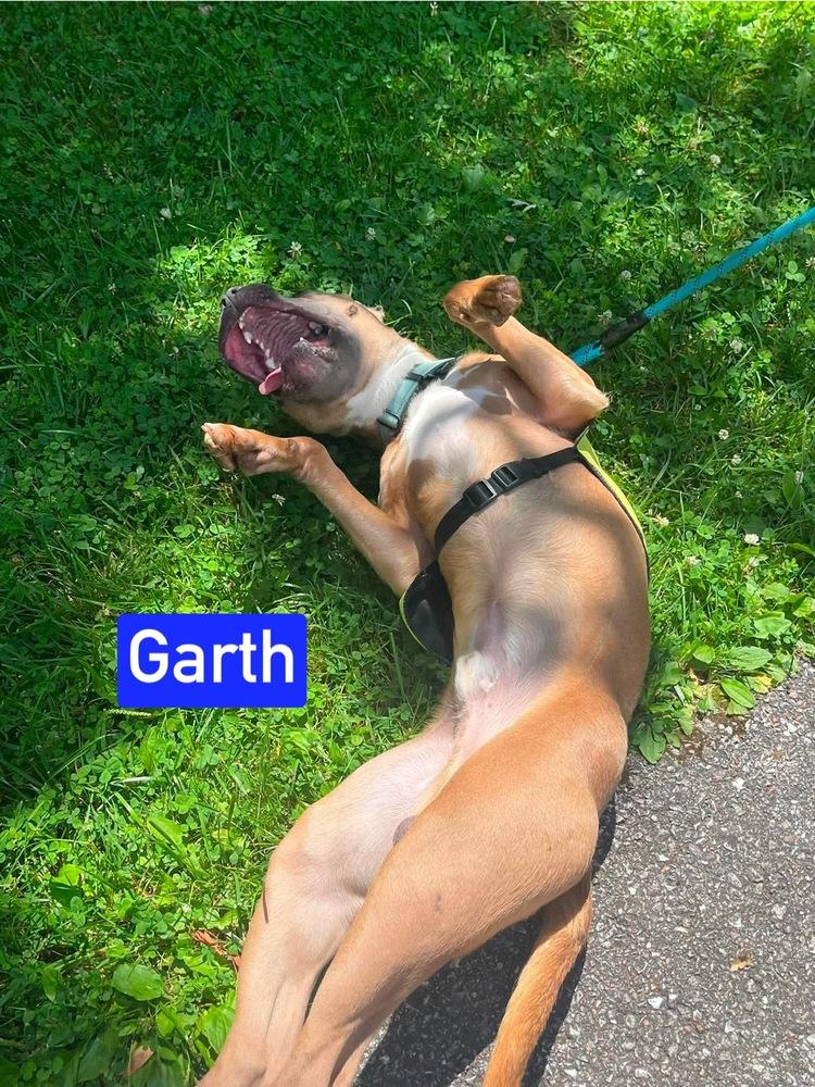 Enlarge Garth, a Adoptable mixed breed in Warrenton, MO image 5/6