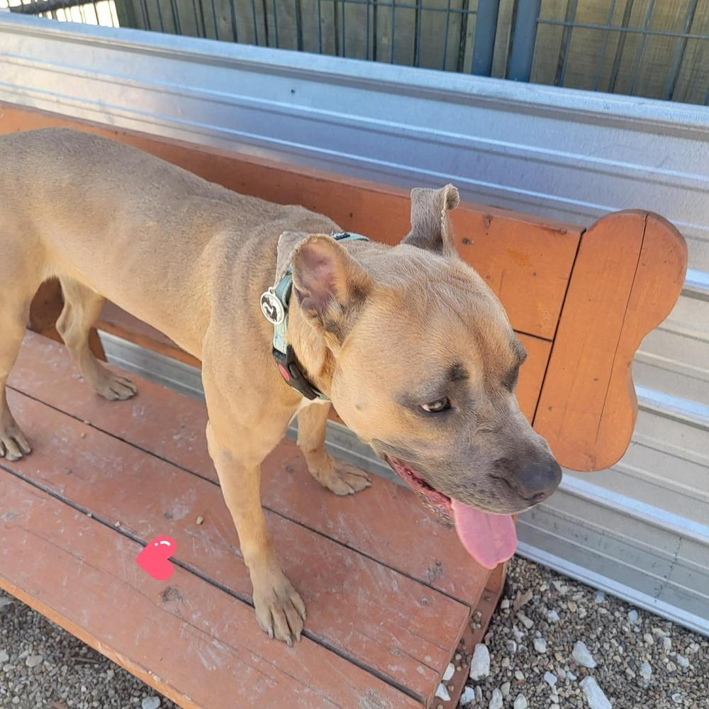 Garth, a Adoptable mixed breed in Warrenton, MO image 6/6