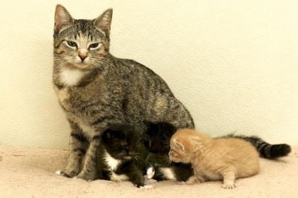 Slider, an adopted Domestic Short Hair in Cashiers, NC image 3/3