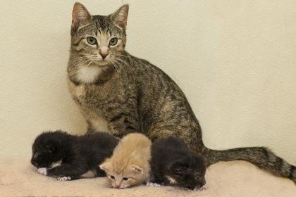Slider, an adopted Domestic Short Hair in Cashiers, NC image 2/3