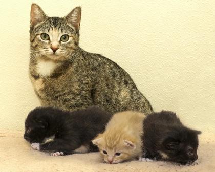 Slider, an adopted Domestic Short Hair in Cashiers, NC image 1/3
