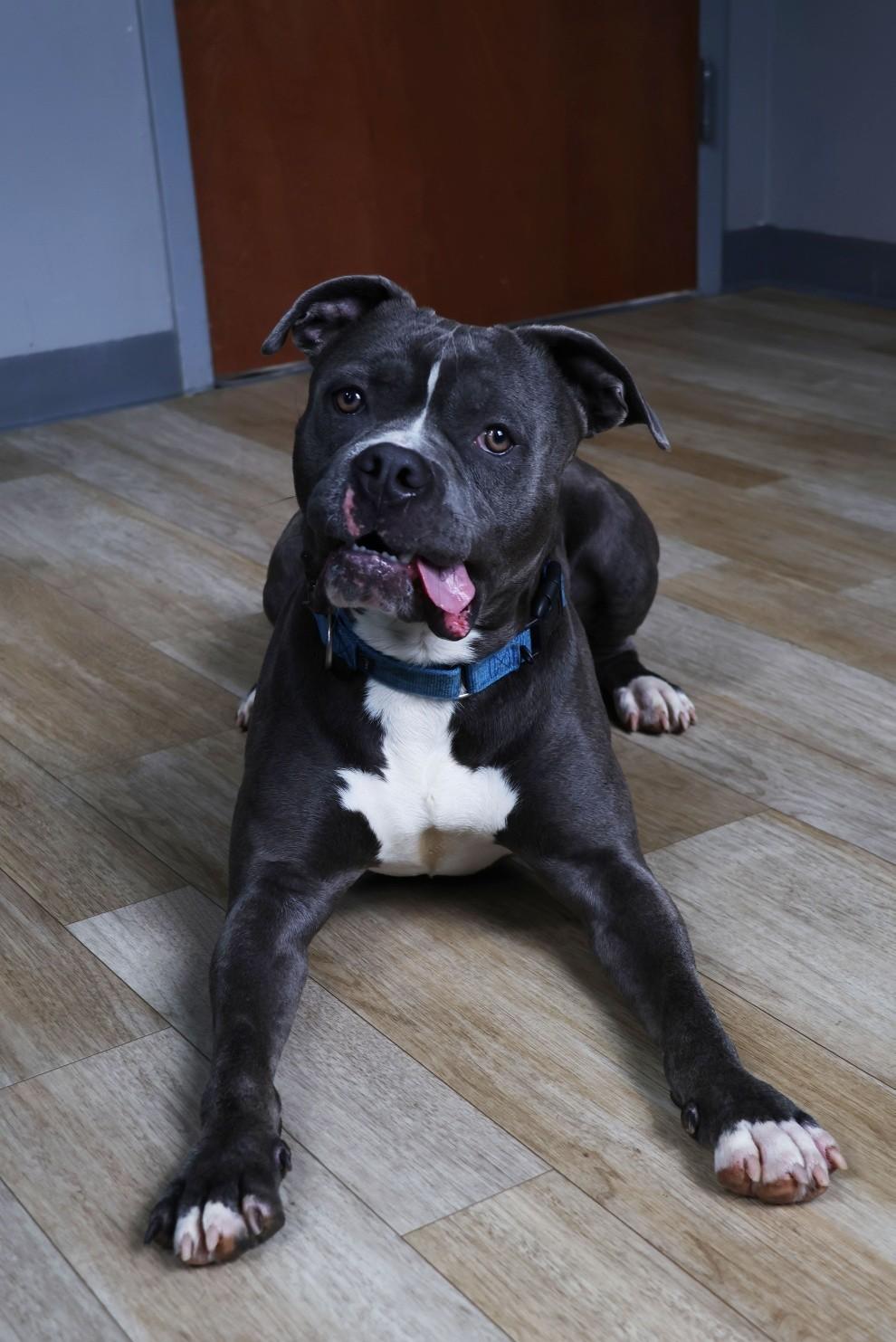 Enlarge Titan, a ADOPTABLE American Bully in Shelbyville, IN image 3/3