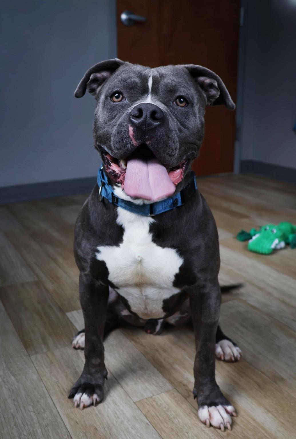 Enlarge Titan, a ADOPTABLE American Bully in Shelbyville, IN image 2/3