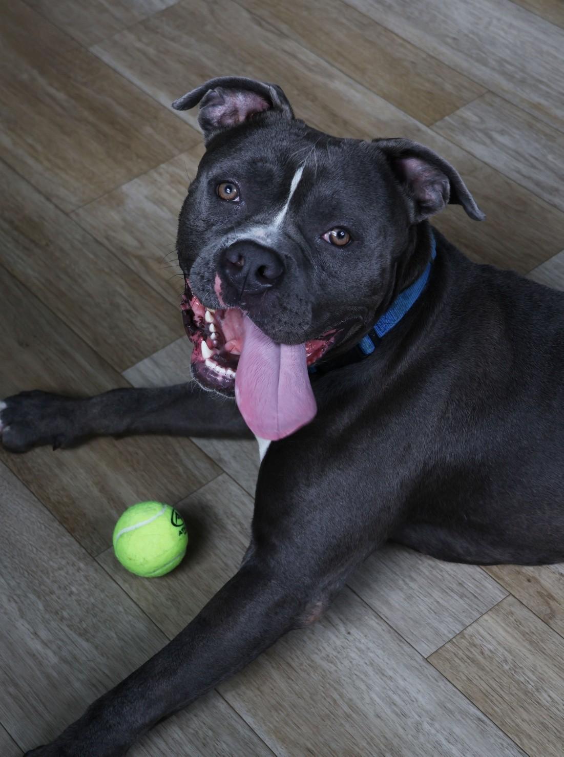 Enlarge Titan, a ADOPTABLE American Bully in Shelbyville, IN image 1/3