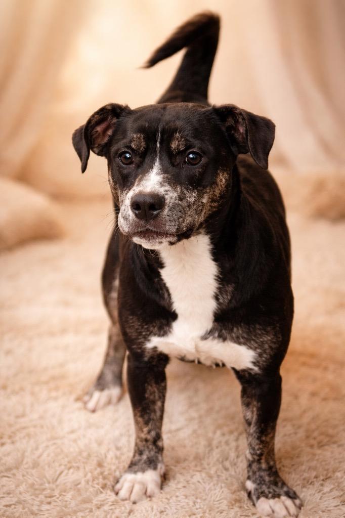 Enlarge Titi, a Adoptable mixed breed in Springfield, OH image 1/1