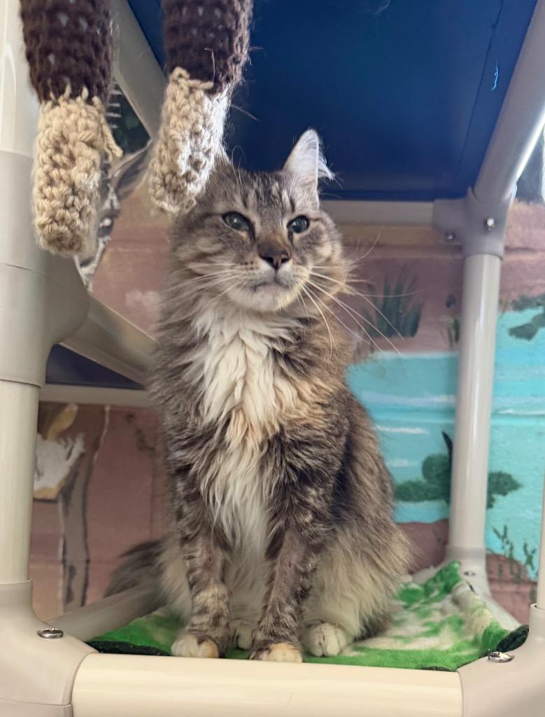 Whirl, Adoptable, Adult Female Domestic Long Hair.