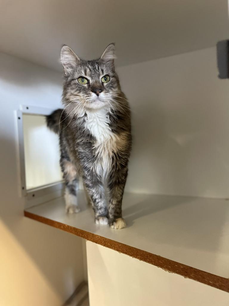 Whirl, Adoptable, Adult Female Domestic Long Hair.