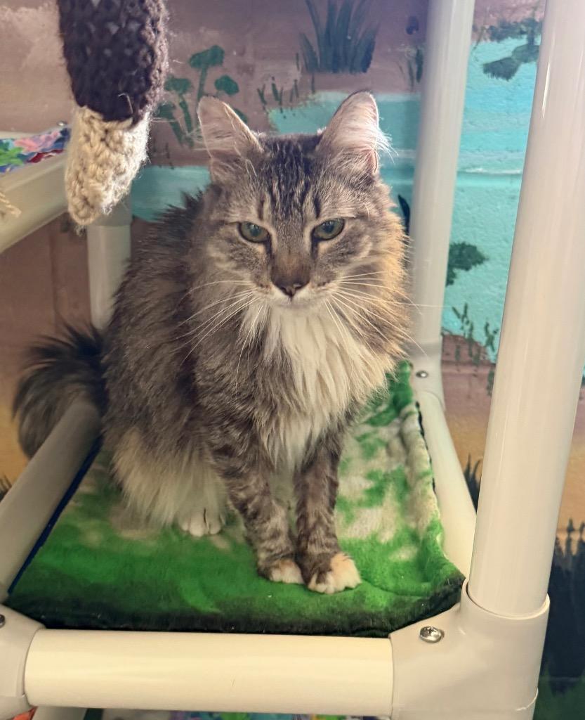 Enlarge Whirl, a Adoptable mixed breed in Hyde Park, NY image 3/3