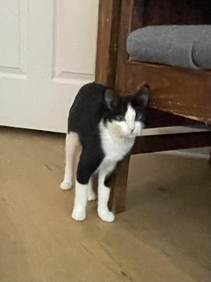 Cher (Sonny and Cher Litter)