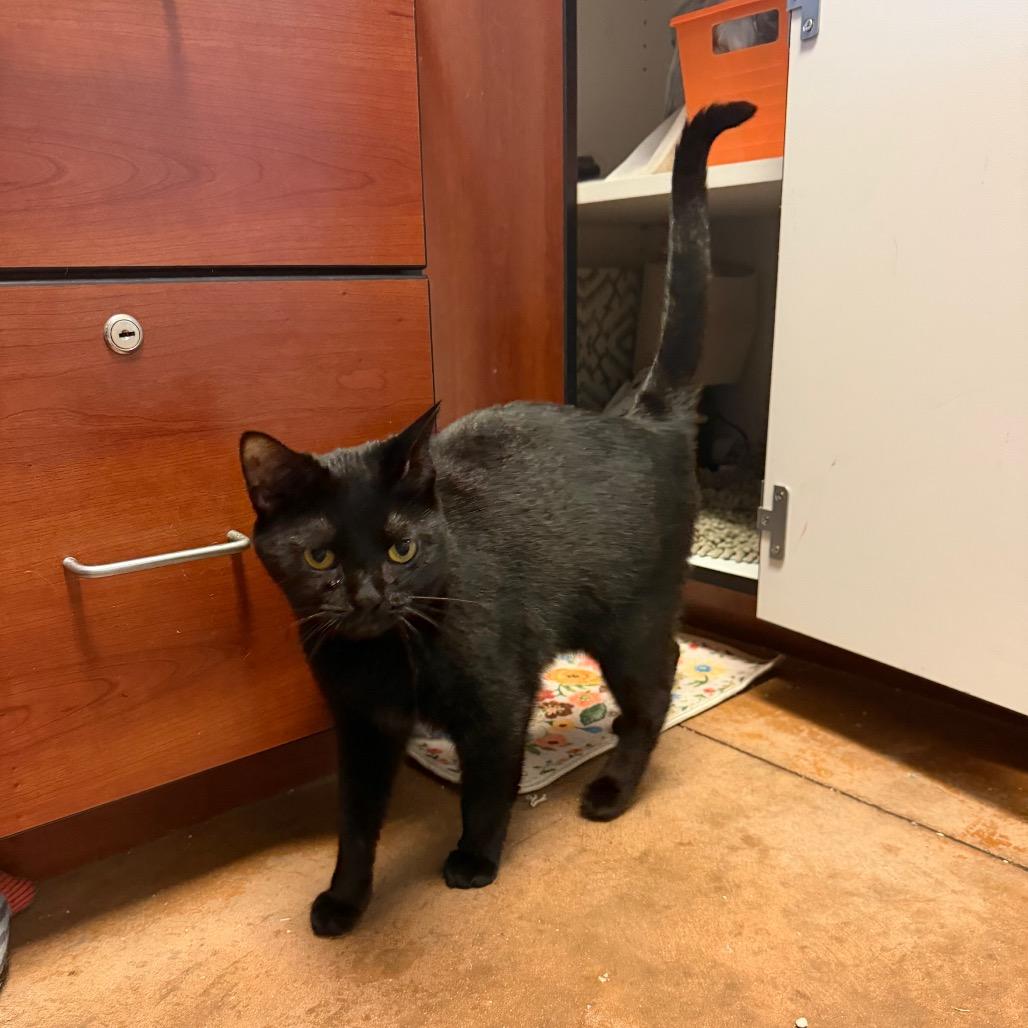 Goop, Adoptable, Adult Female Domestic Short Hair.