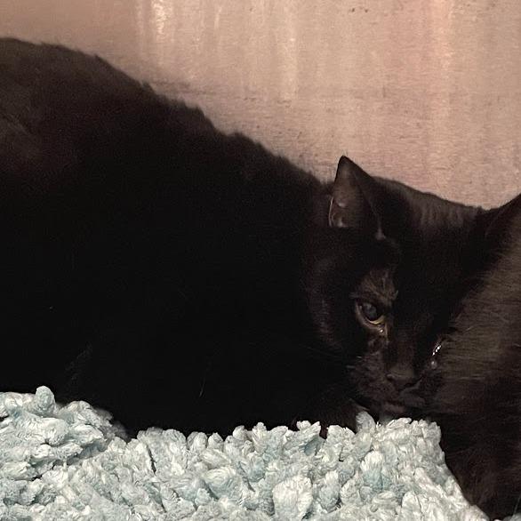Enlarge Goop, a Adoptable Domestic Short Hair in Port Charlotte, FL image 2/2