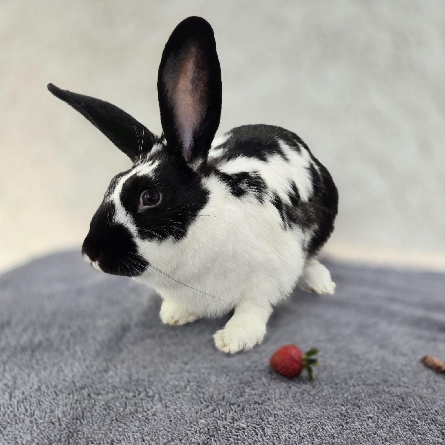 Enlarge BW aka B-Dobbs (South Surrey), a Adoptable mixed breed in Vancouver, BC image 2/3