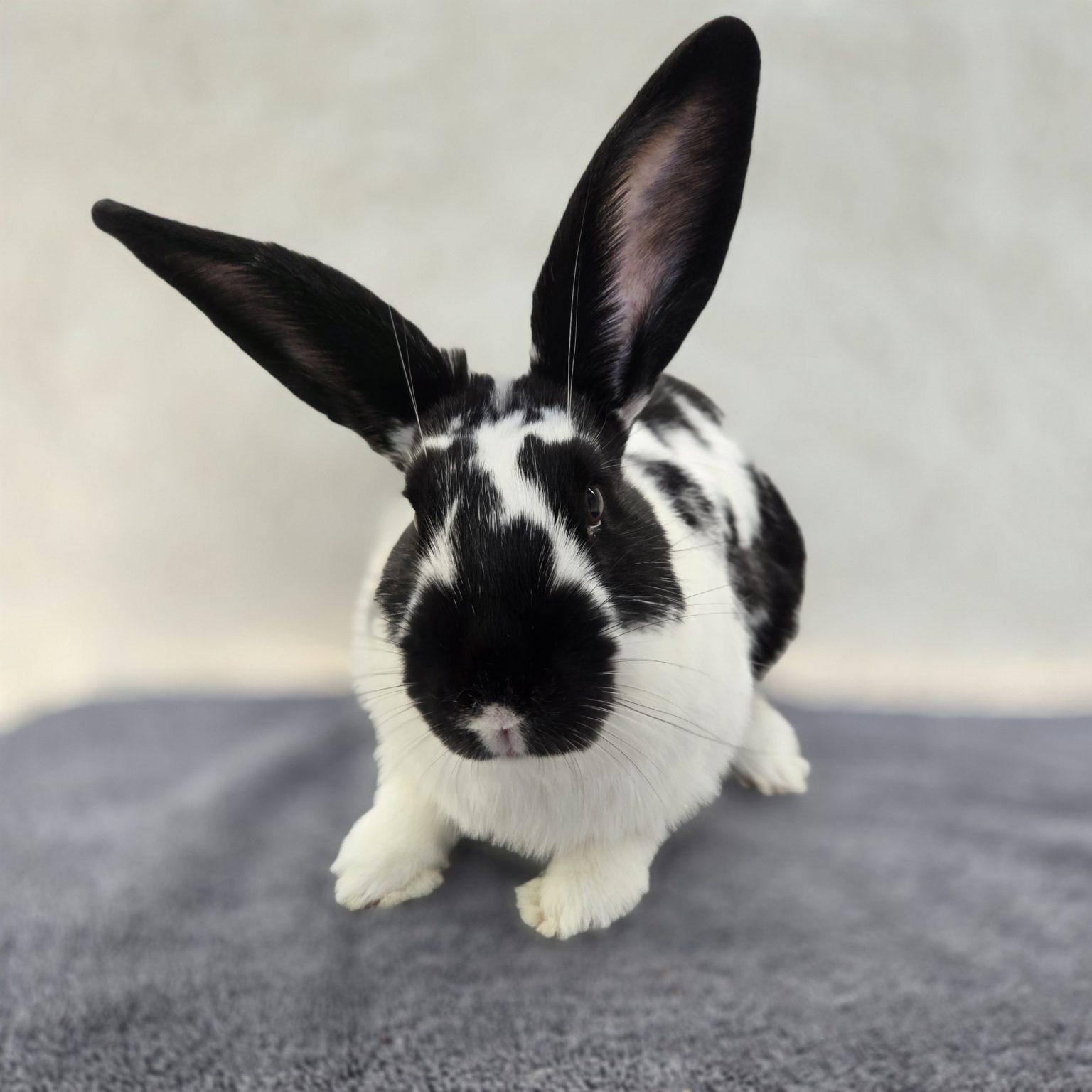 Enlarge BW aka B-Dobbs (South Surrey), a Adoptable mixed breed in Vancouver, BC image 3/3