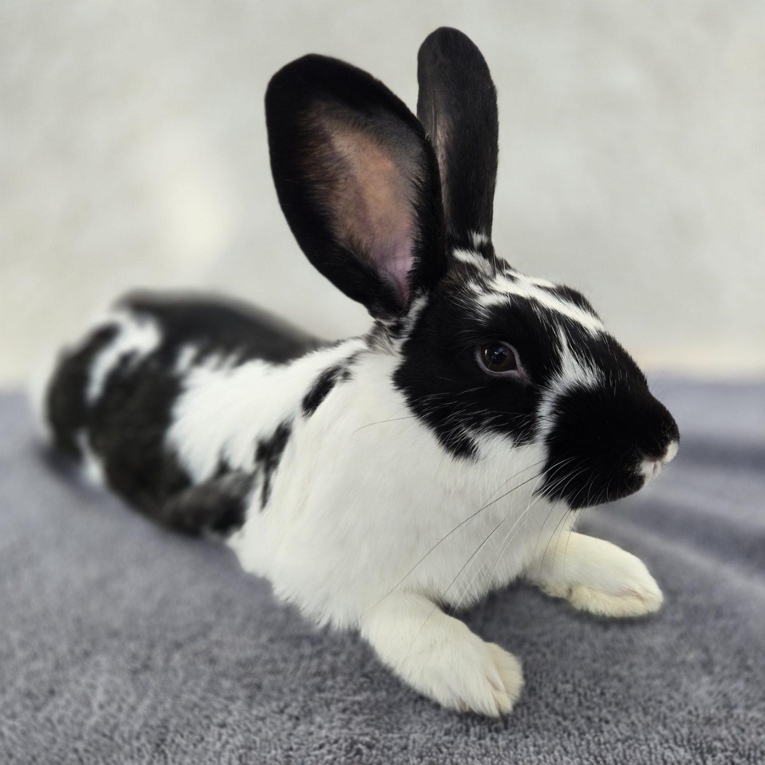 Enlarge BW aka B-Dobbs (South Surrey), a Adoptable mixed breed in Vancouver, BC image 1/3