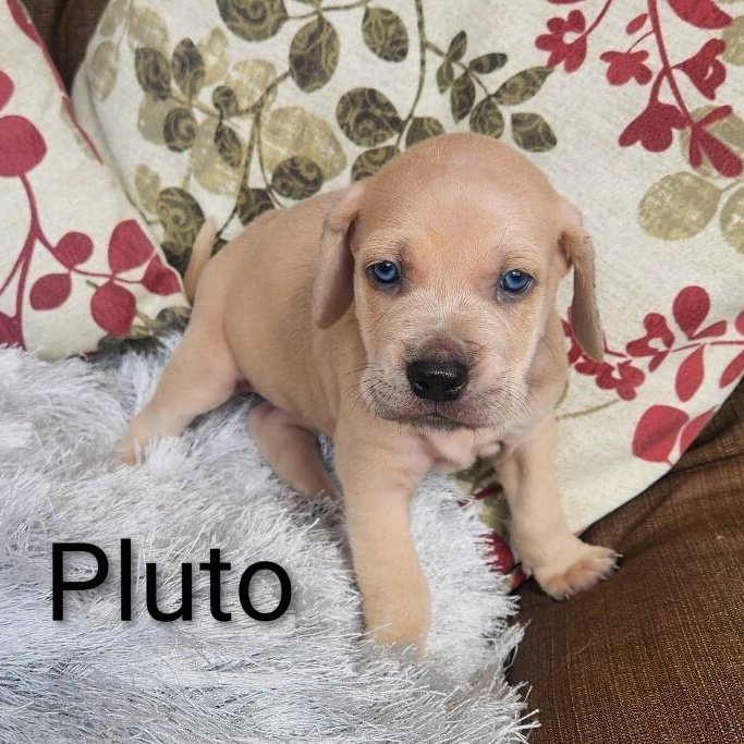 Pluto Space — thumbnail 2