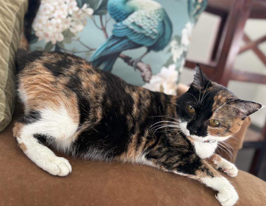 Casey, Adoptable, Young Female Domestic Short Hair.