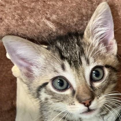 Ringo Starr, Adoptable, Kitten Male Domestic Short Hair & Domestic Short Hair.