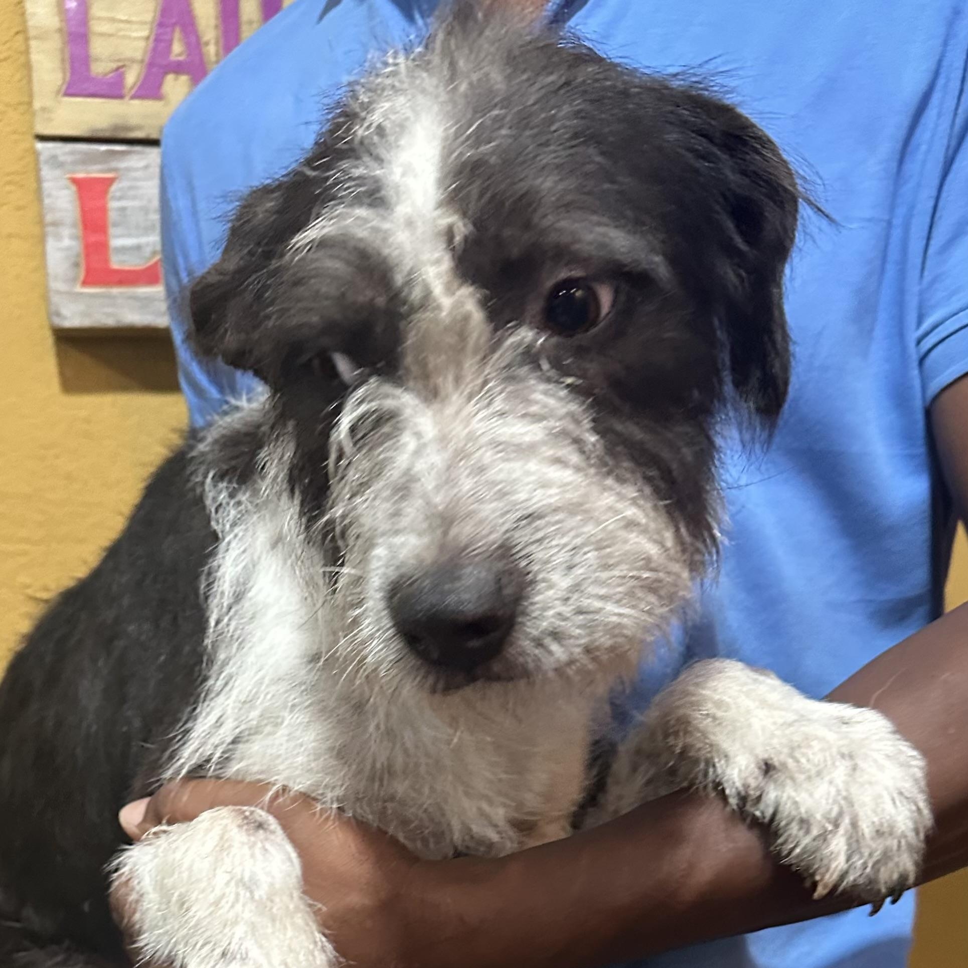 Enlarge Gonzo - Local November 6-8, a Adoptable mixed breed in Johnston, RI image 1/4