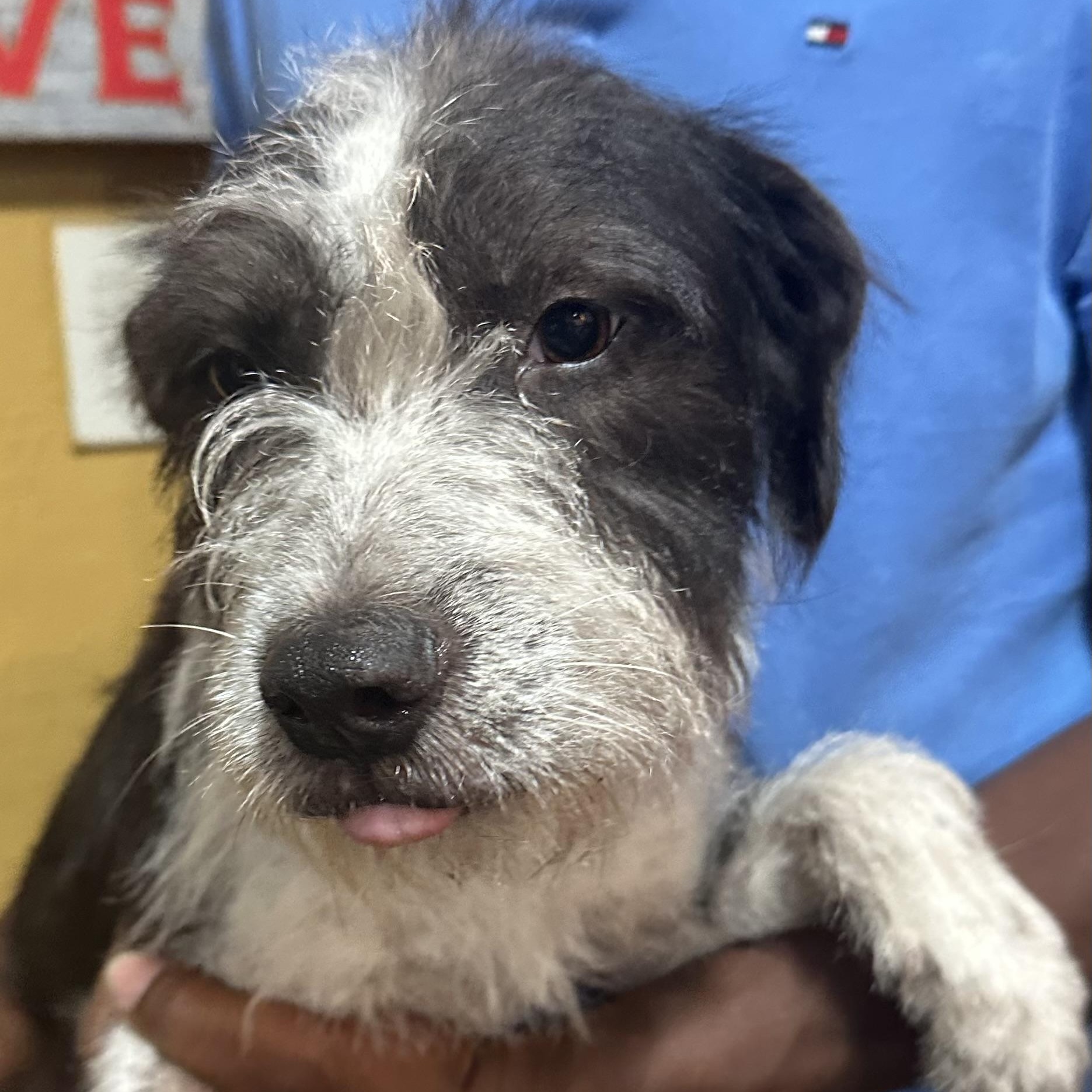 Enlarge Gonzo - Local November 6-8, a Adoptable mixed breed in Johnston, RI image 2/4