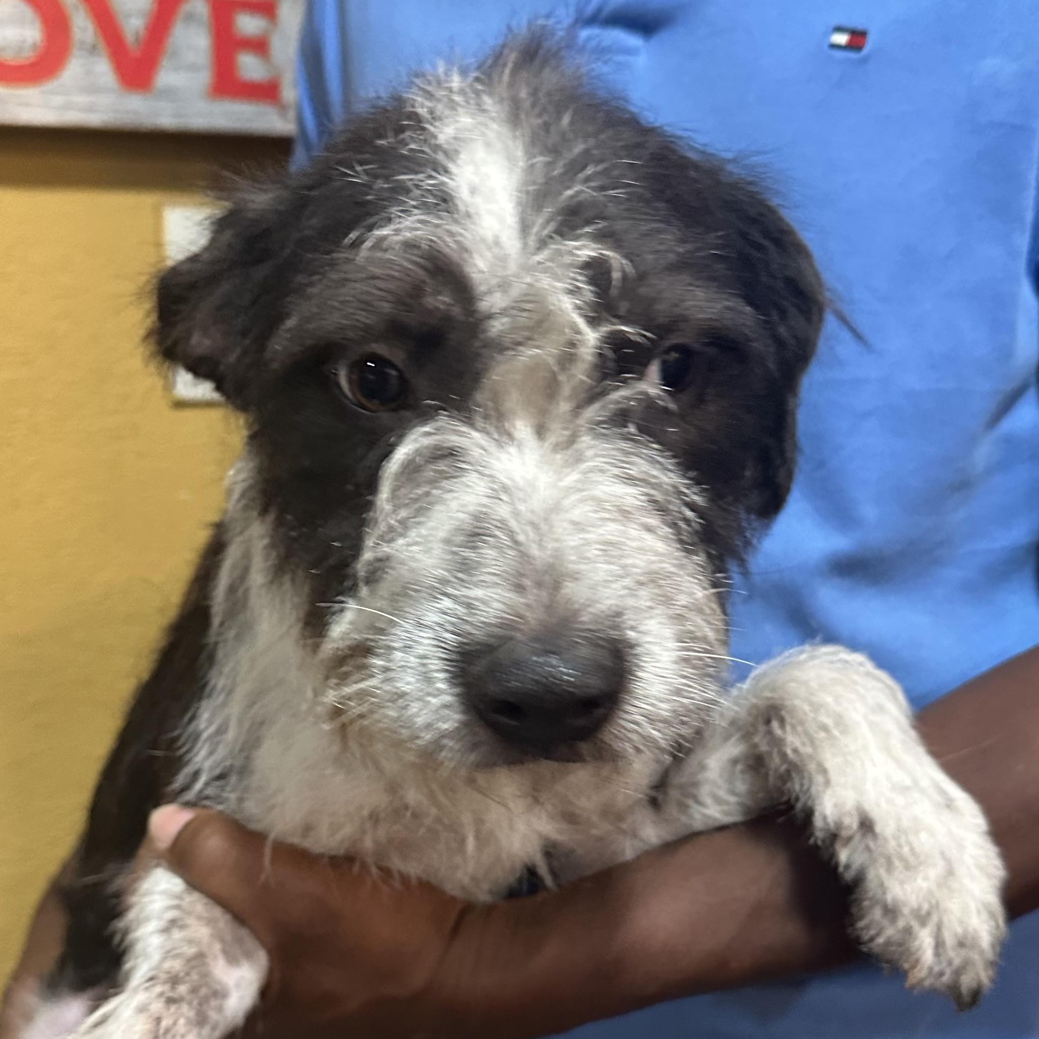 Enlarge Gonzo - Local November 6-8, a Adoptable mixed breed in Johnston, RI image 3/4