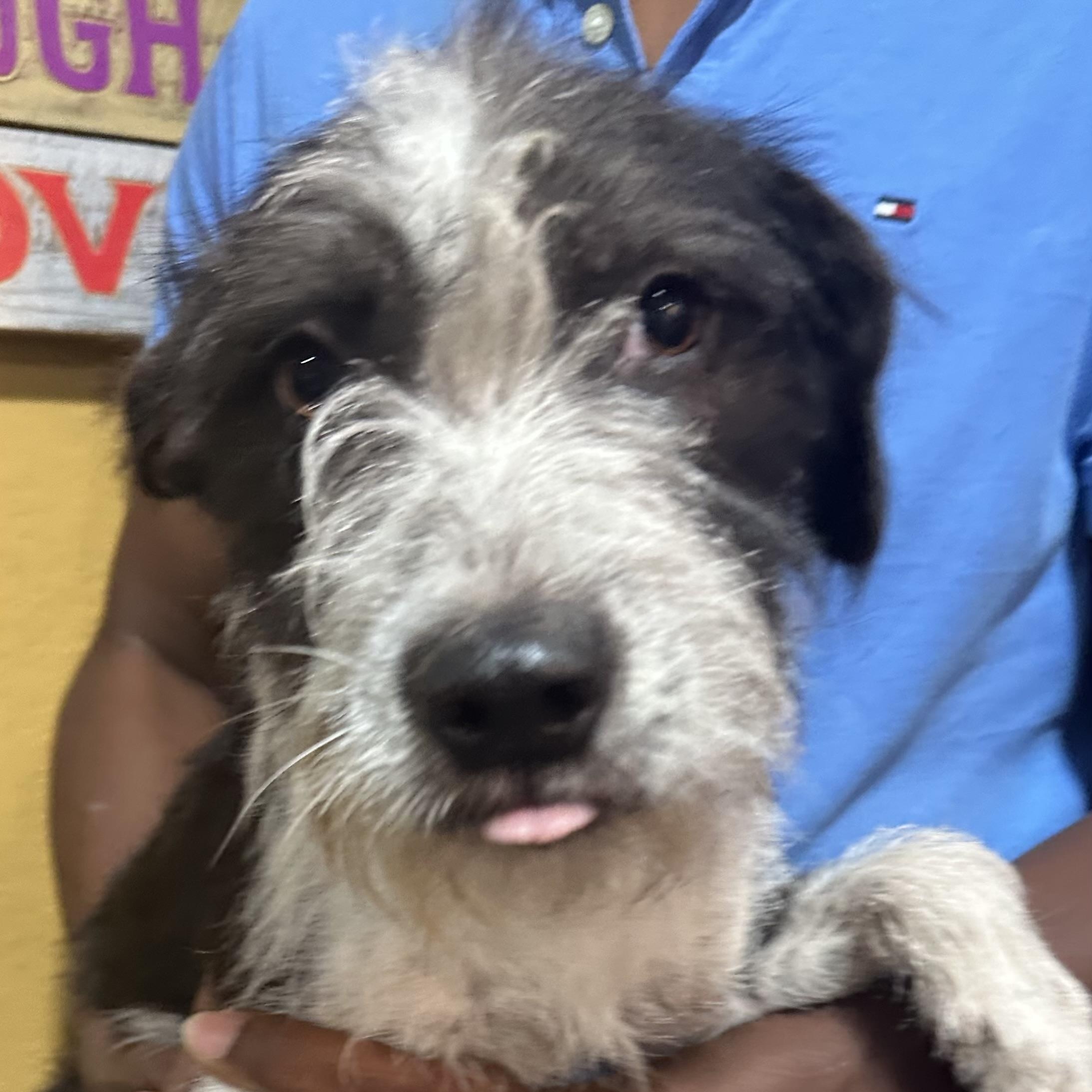 Enlarge Gonzo - Local November 6-8, a Adoptable mixed breed in Johnston, RI image 4/4