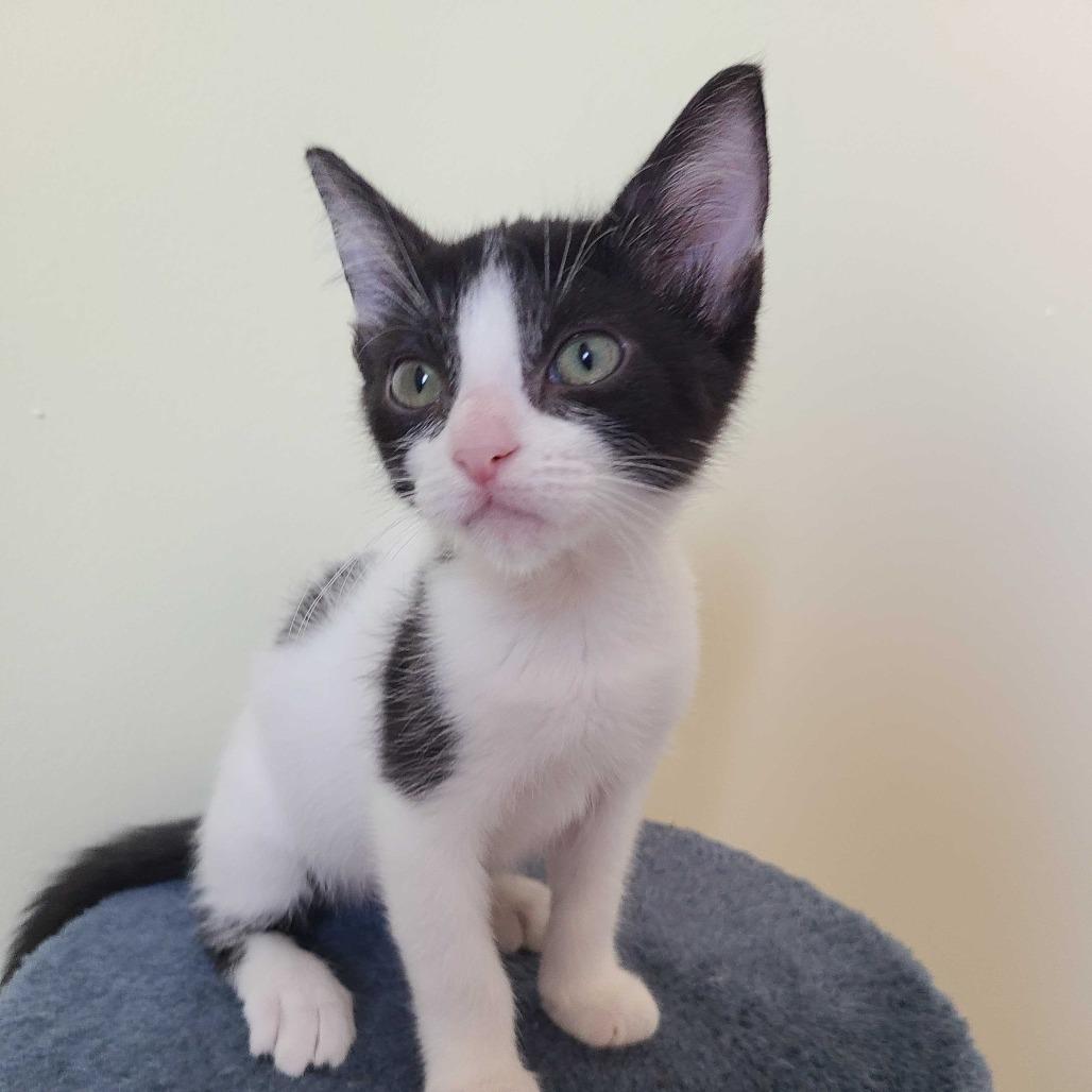 Enlarge Domino, a Adoptable Domestic Short Hair in Valdosta , GA image 1/3