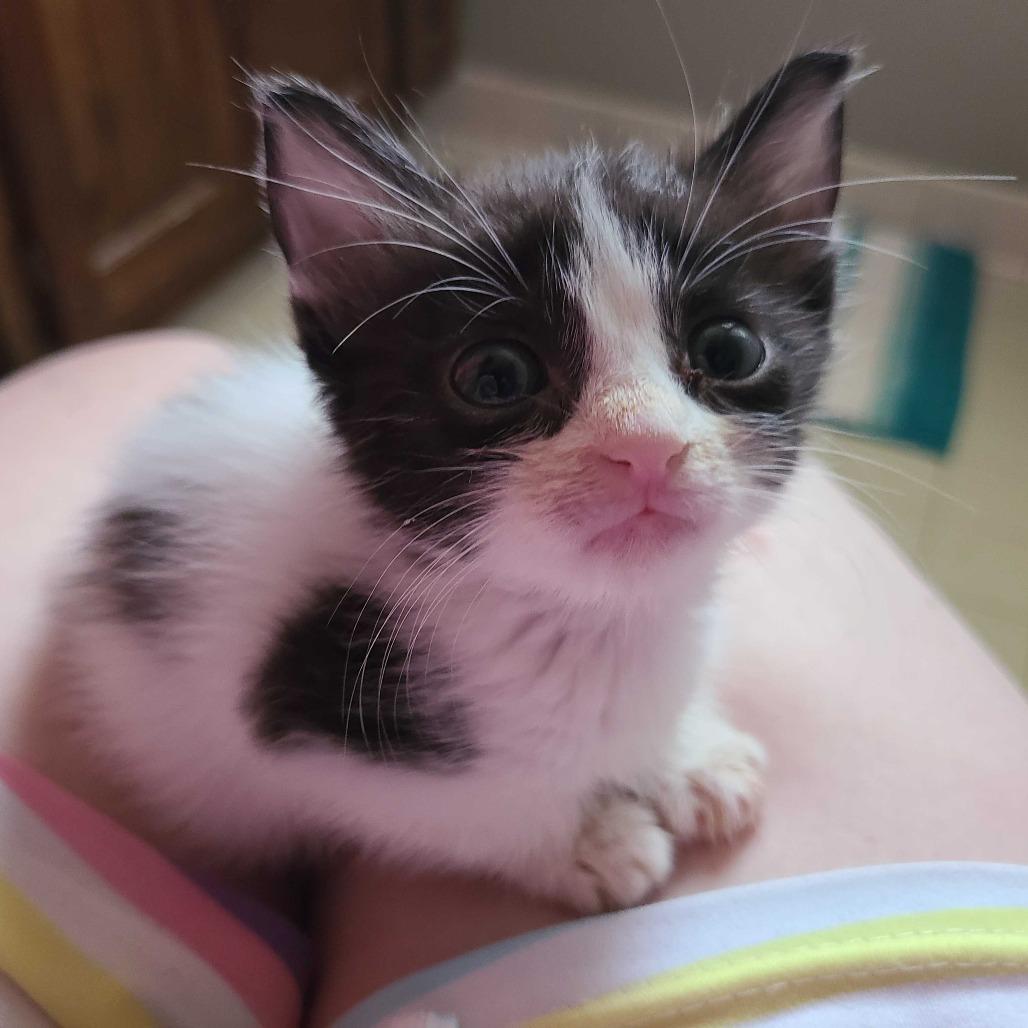 Enlarge Domino, a Adoptable Domestic Short Hair in Valdosta , GA image 2/3