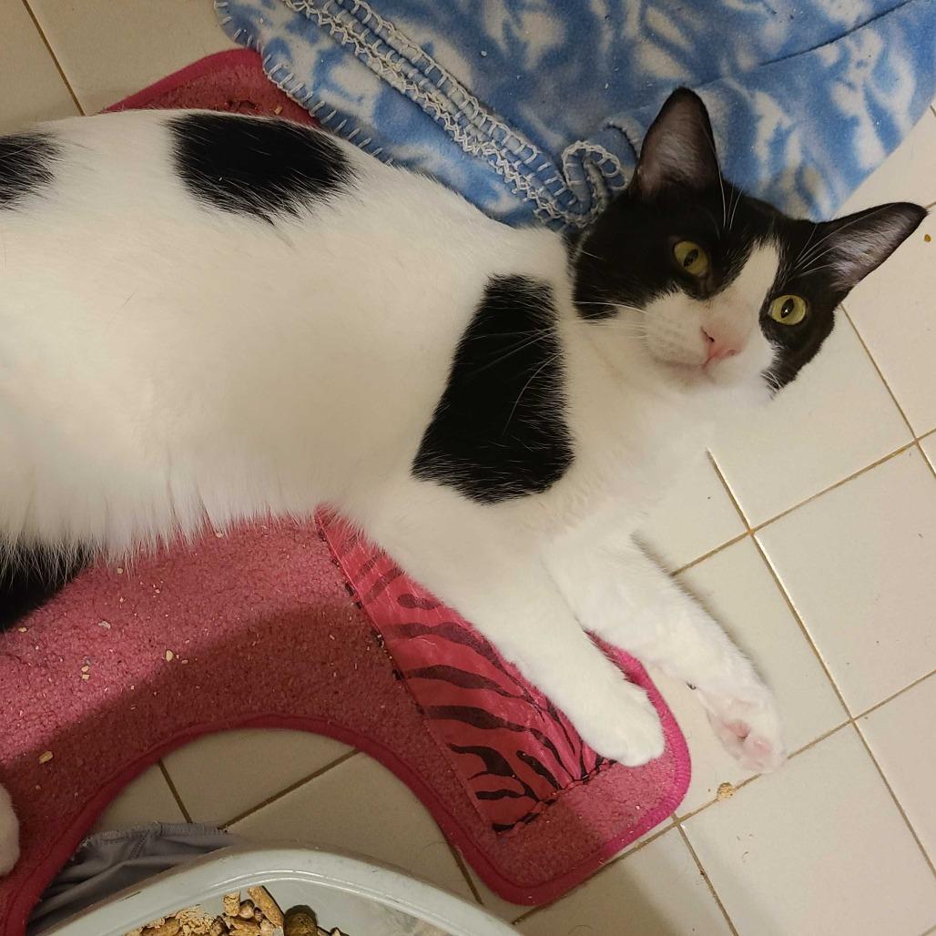 Enlarge Domino, a Adoptable Domestic Short Hair in Valdosta , GA image 3/3