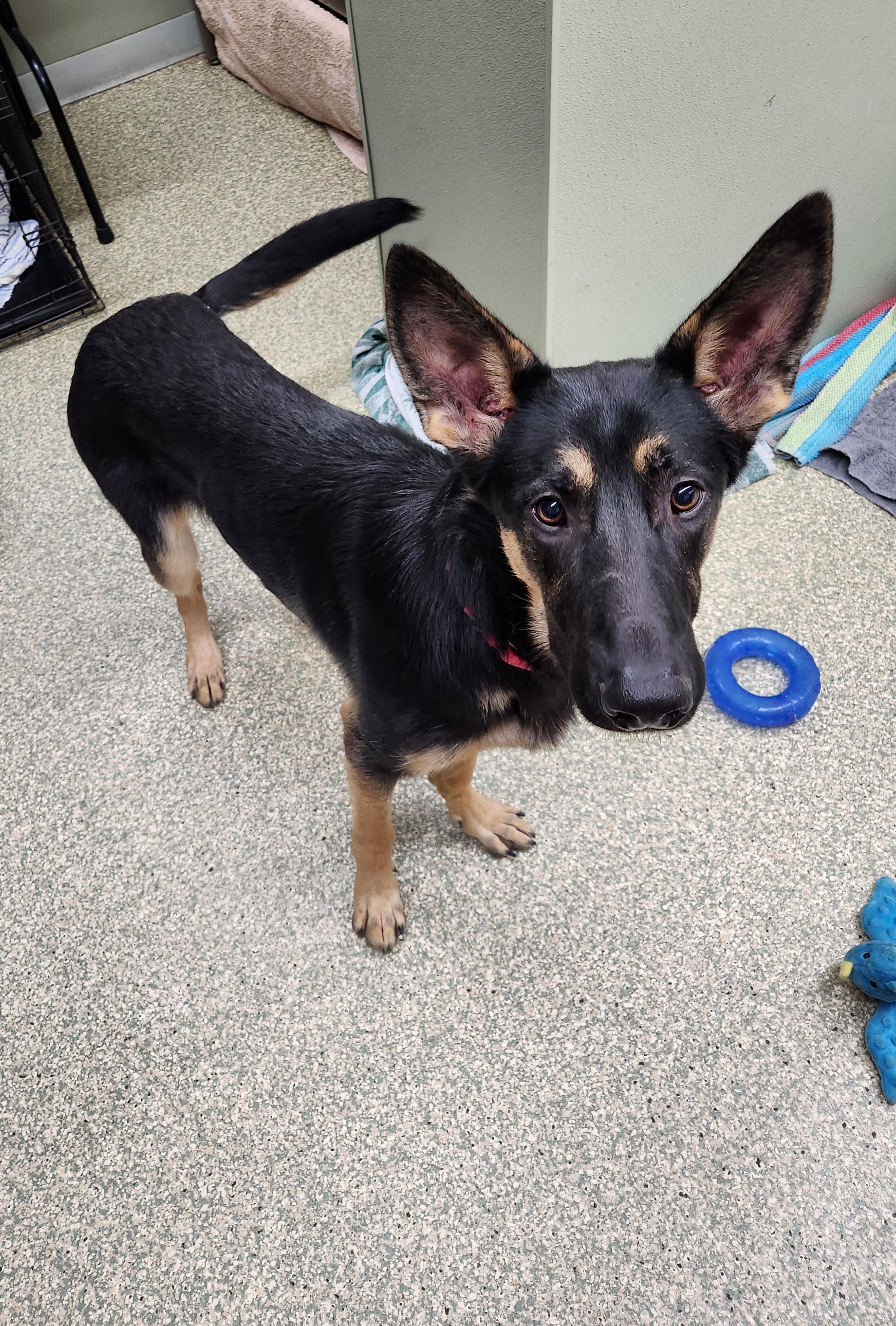 Zander, a Adoptable German Shepherd Dog in Warwick, RI image 1/2