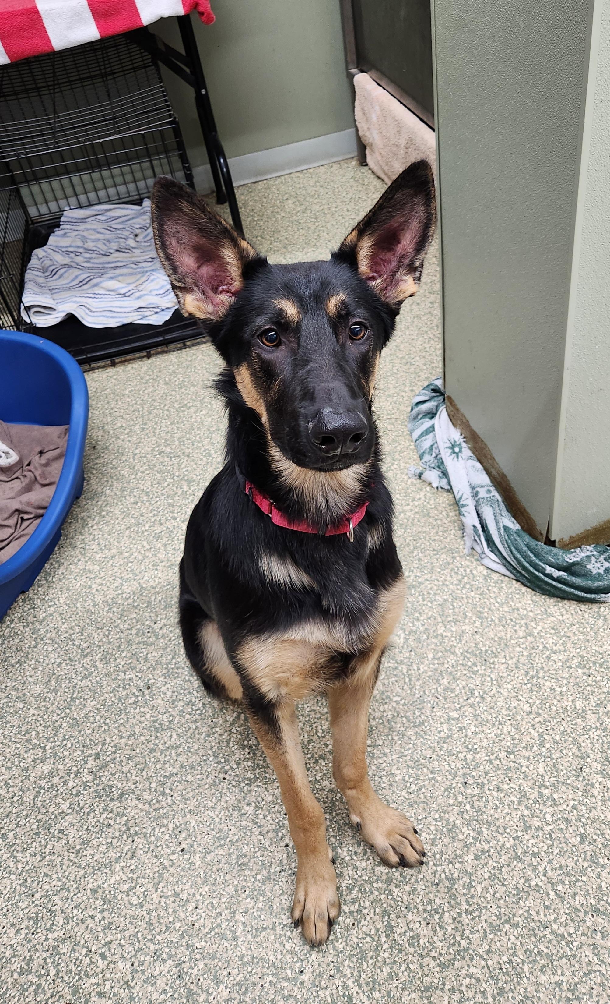 Zander, a Adoptable German Shepherd Dog in Warwick, RI image 2/2