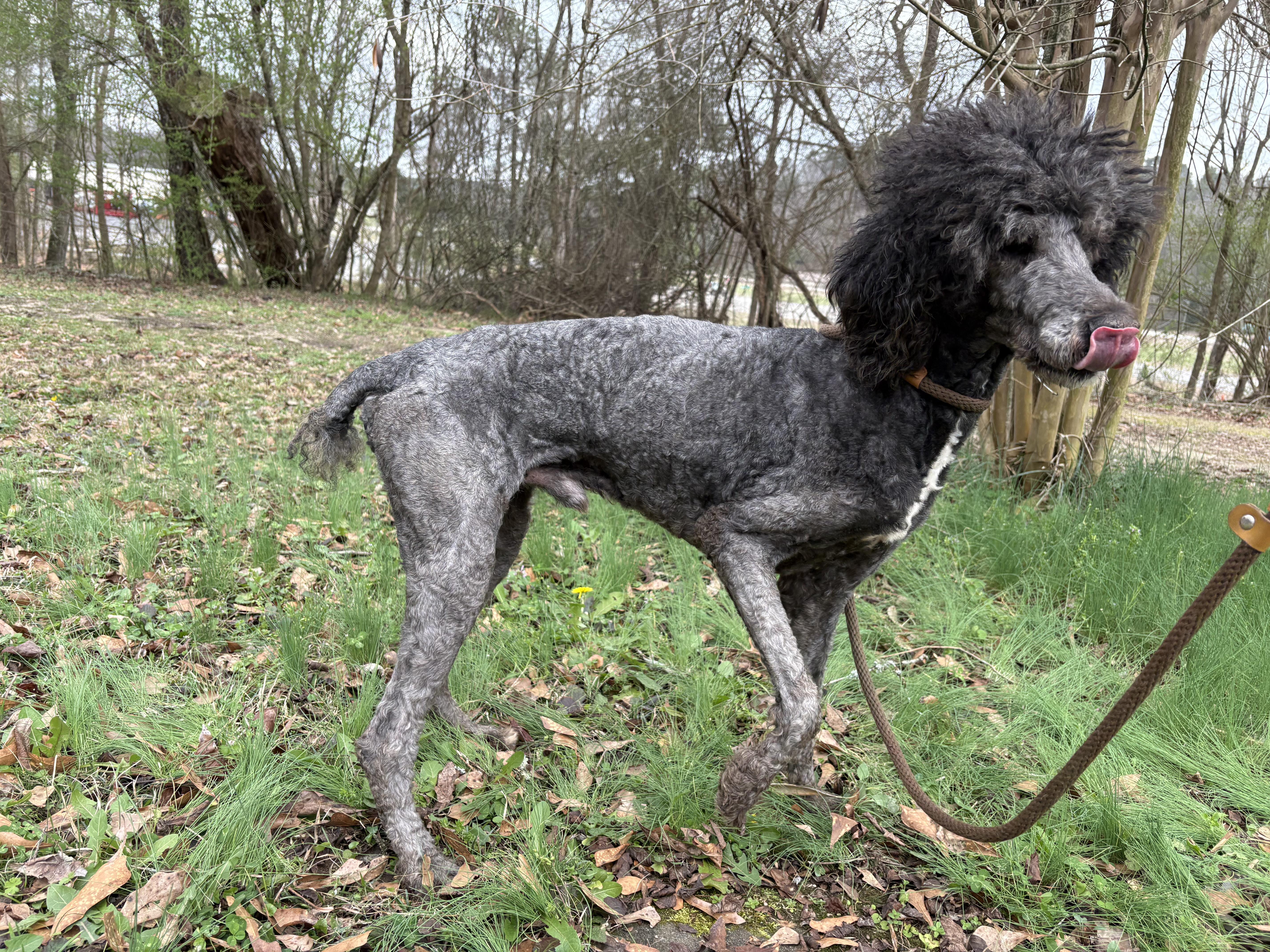 POPLAR — thumbnail 4