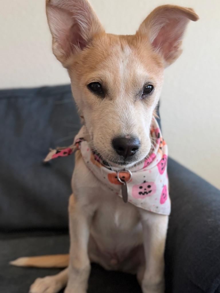 Sour Patch Kids, Adoptable, Puppy Male Husky & Boxer.