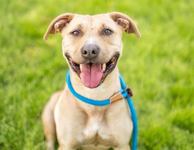 WHITNEY, Adoptable, Adult Female Pit Bull Terrier.