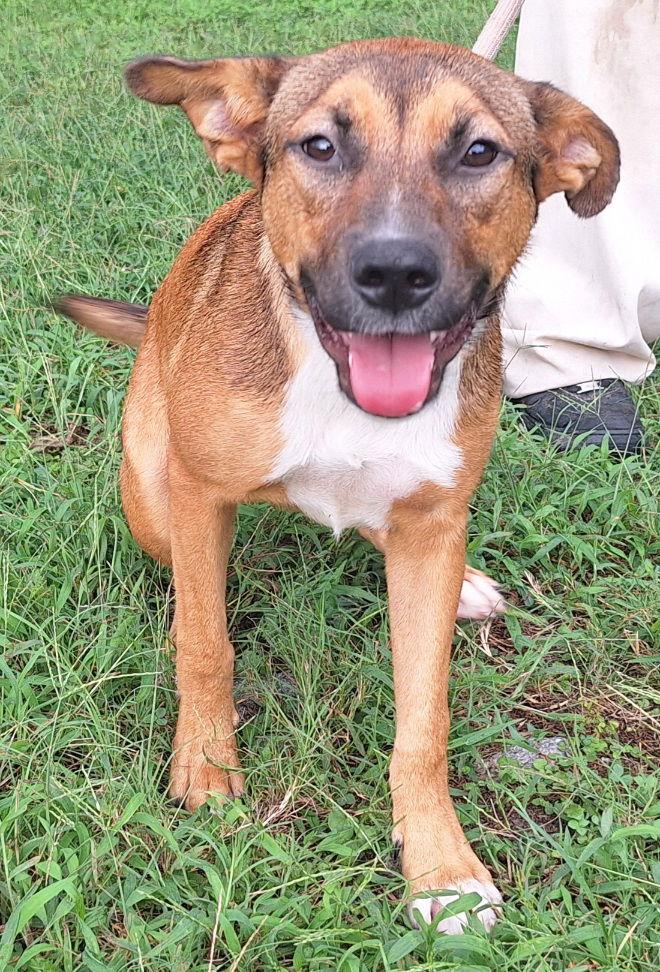 Enlarge 251205  Chain, a Adoptable mixed breed in Wetumpka, AL image 1/3