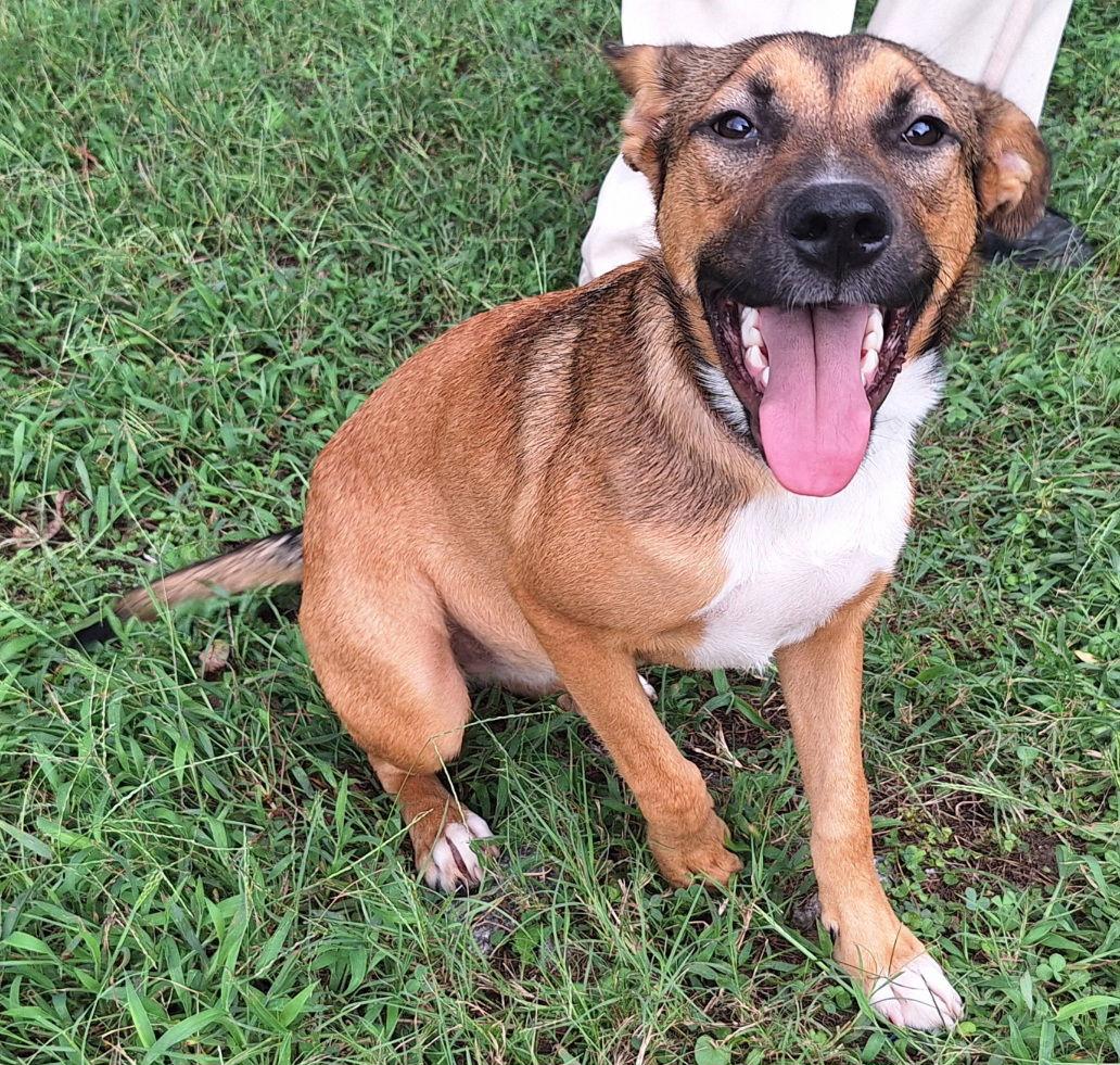 Enlarge 251205  Chain, a Adoptable mixed breed in Wetumpka, AL image 2/3