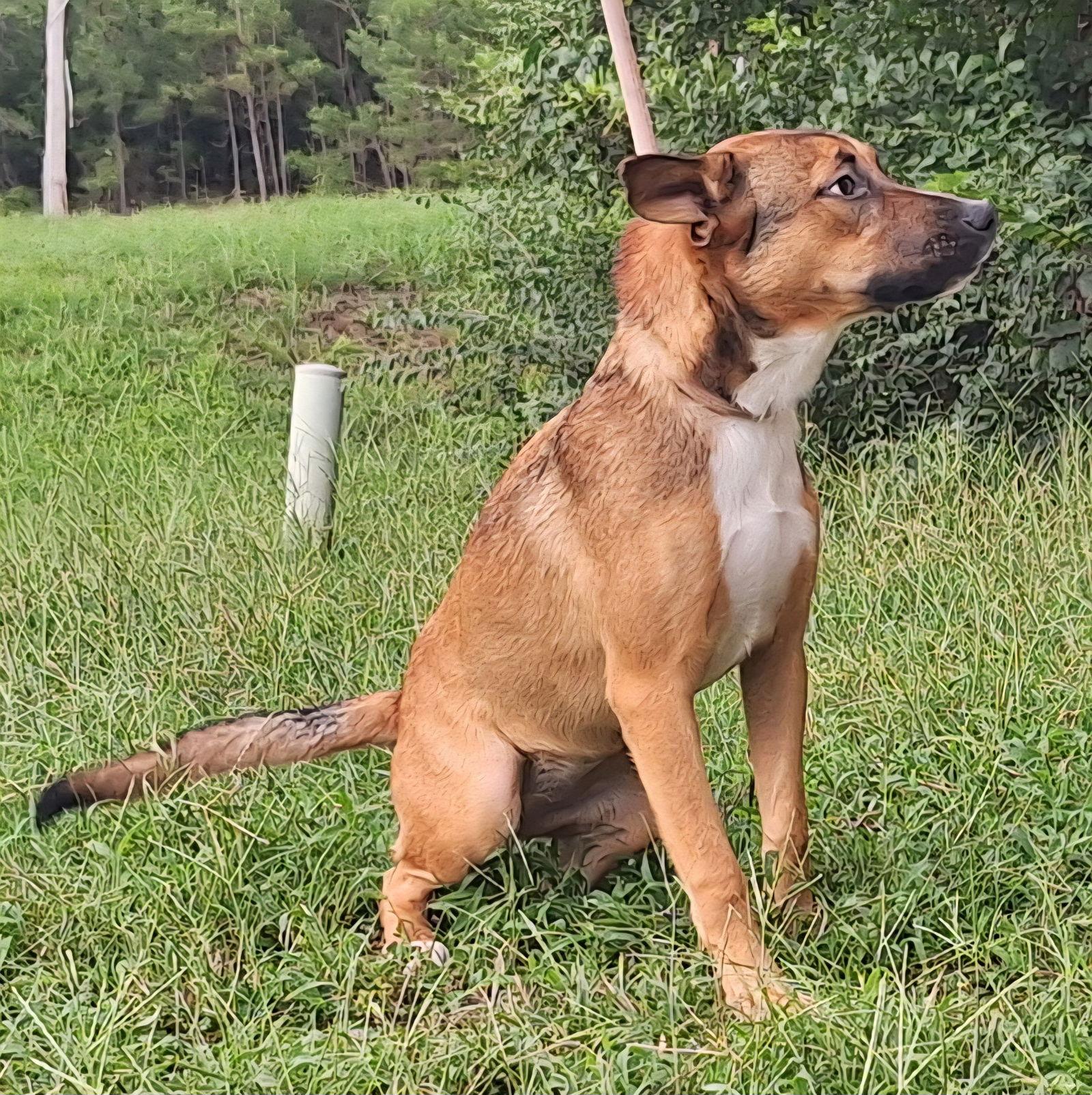 Enlarge 251205  Chain, a Adoptable mixed breed in Wetumpka, AL image 3/3