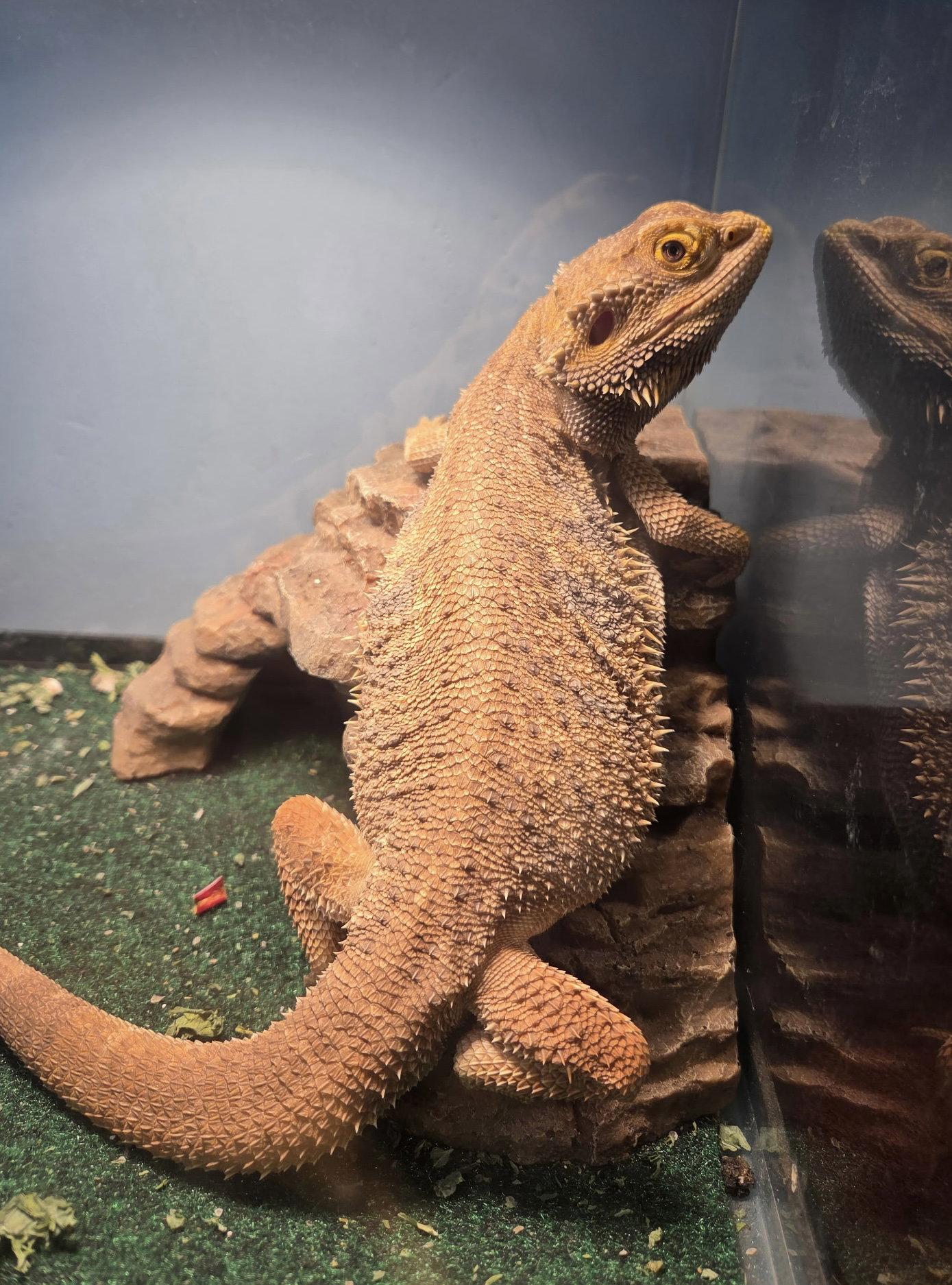 pet1, Adoptable, Adult Male Lizard.