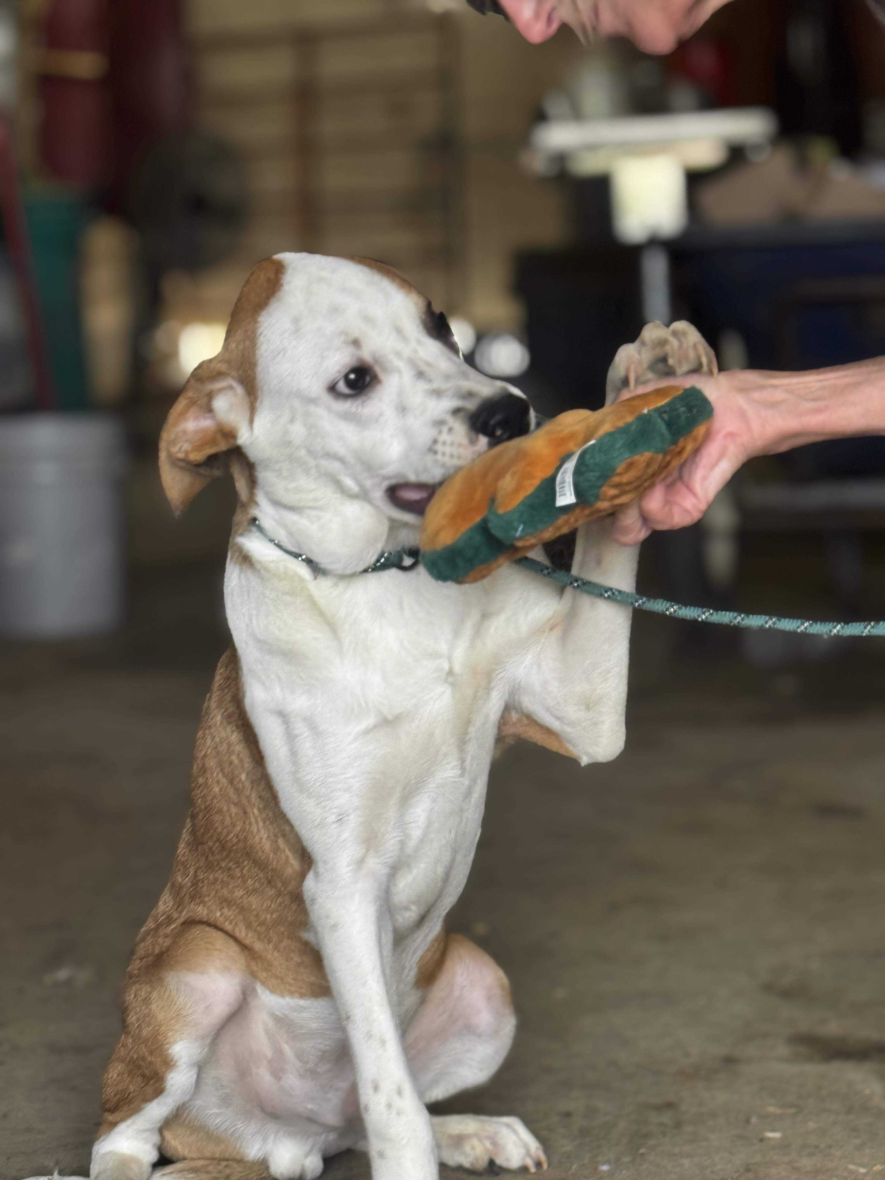 Enlarge Calvin, a Adoptable Mixed Breed in Chesterfield, MO image 1/4