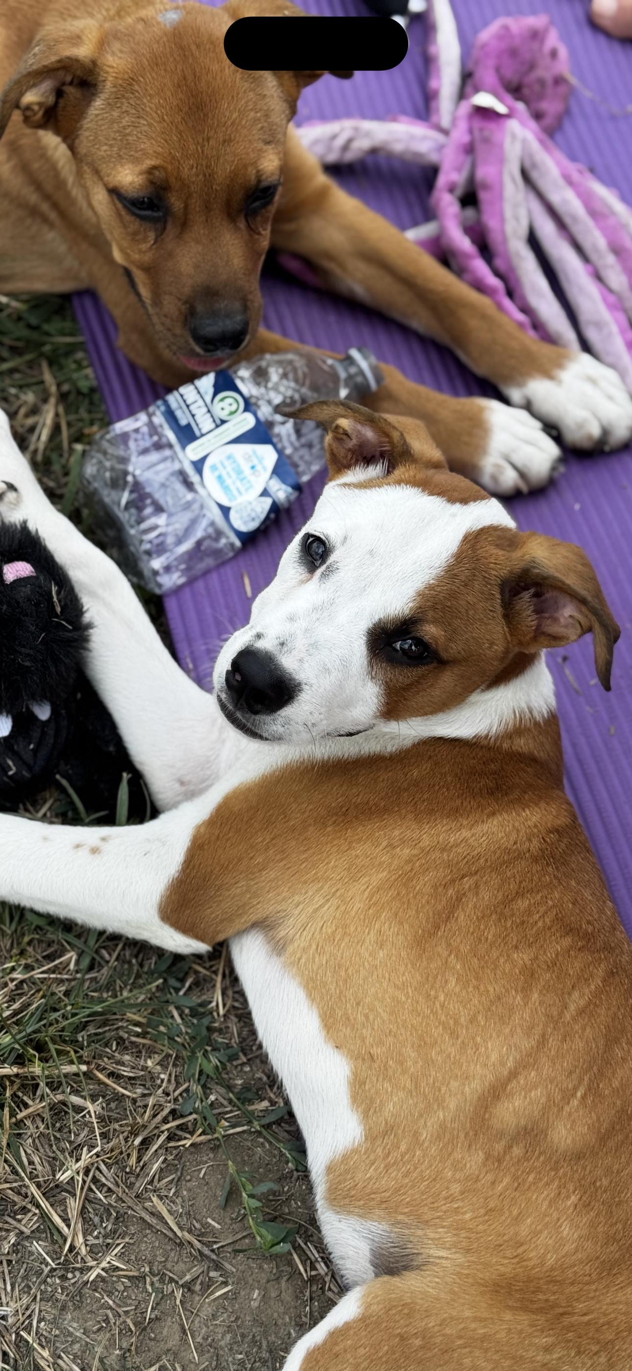 Enlarge Calvin, a Adoptable Mixed Breed in Chesterfield, MO image 4/4