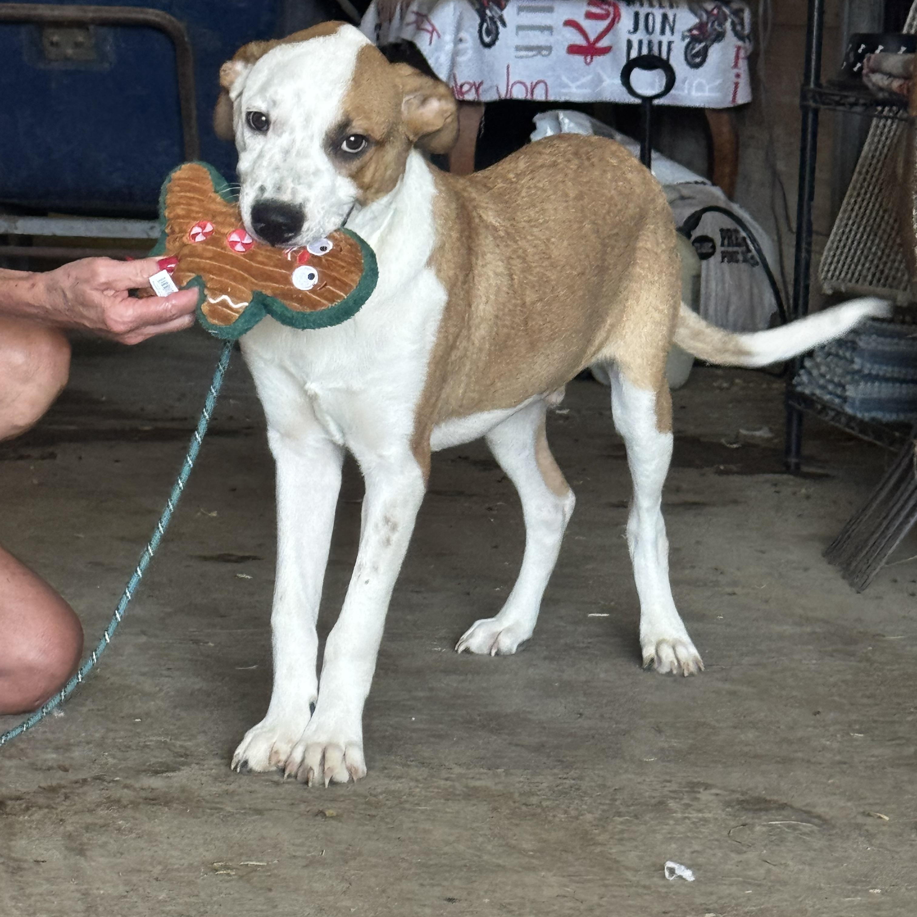 Enlarge Calvin, a Adoptable Mixed Breed in Chesterfield, MO image 3/4