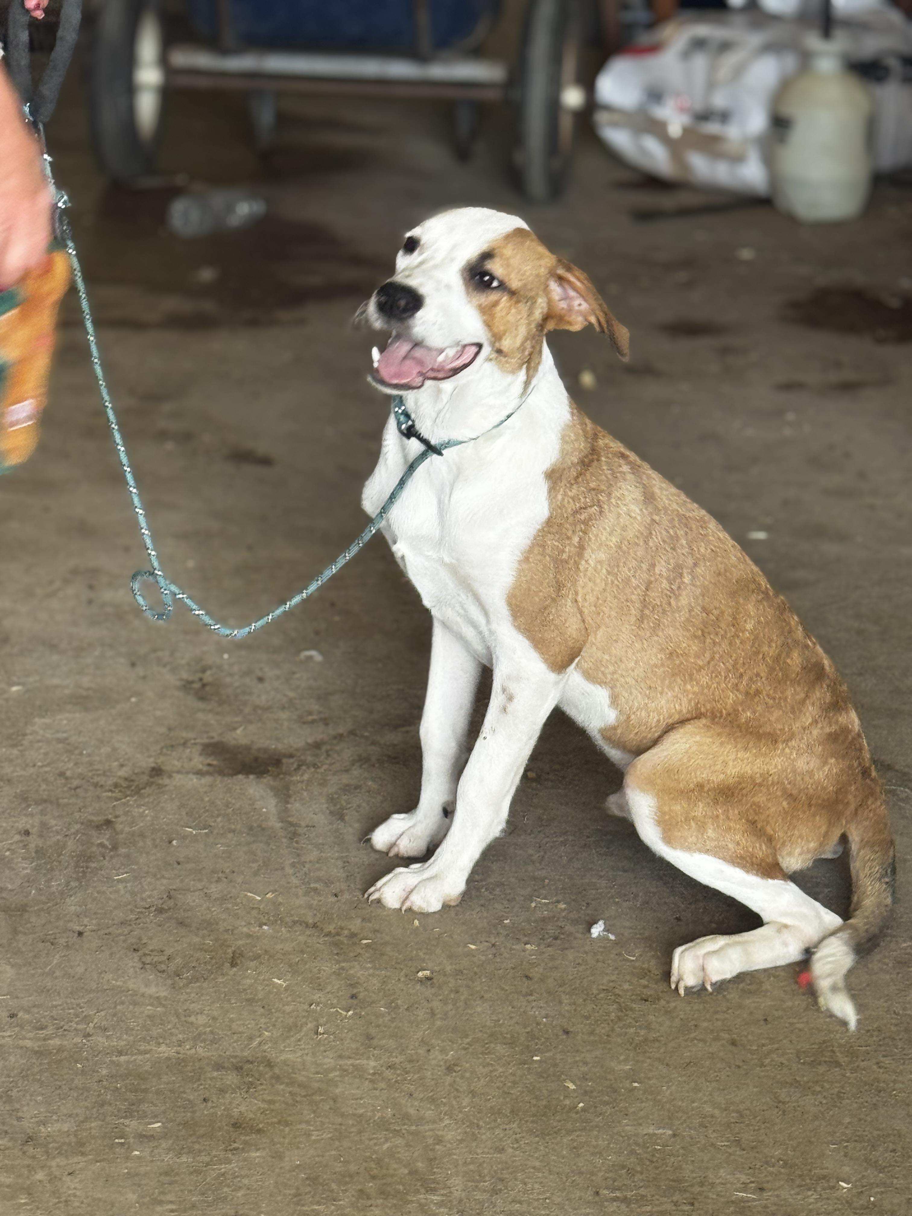 Enlarge Calvin, a Adoptable Mixed Breed in Chesterfield, MO image 2/4