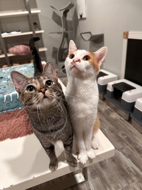 Moth, Adoptable, Young Male Domestic Short Hair.