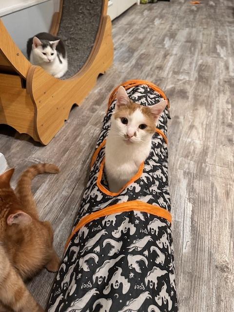 Enlarge Moth, a Adoptable Domestic Short Hair in Greensburg, PA image 3/3