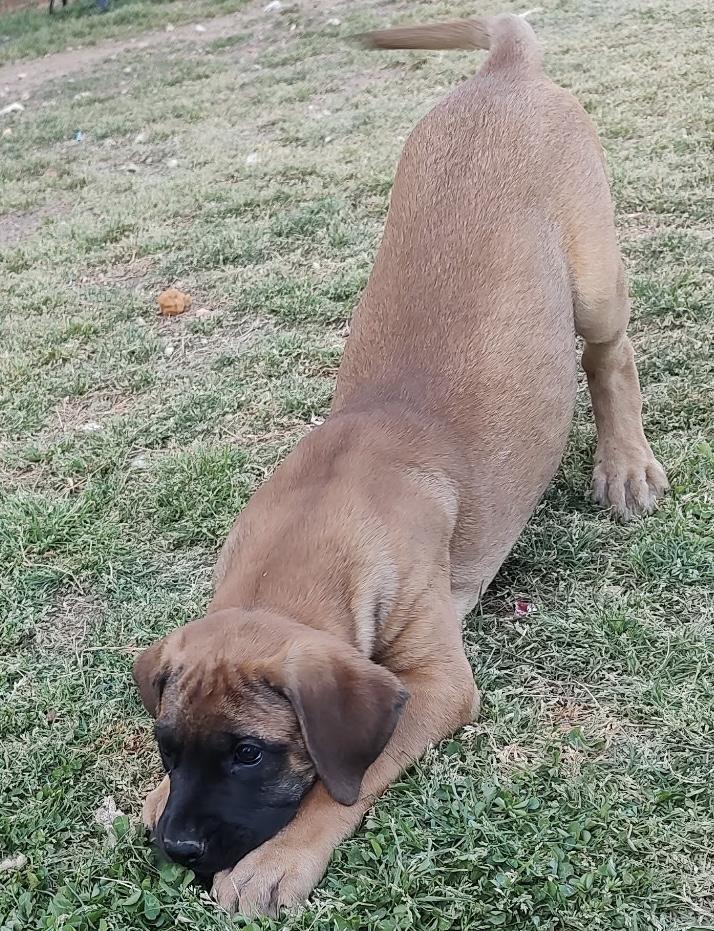 Ethel, ADOPTABLE, Puppy Female Great Dane & Bullmastiff.