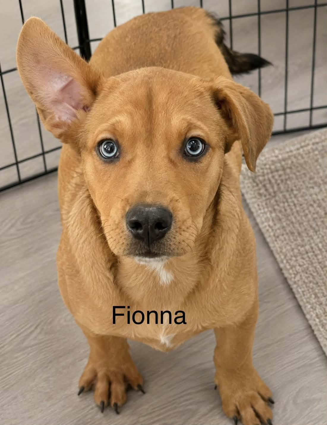 Enlarge Fionna, a Adoptable mixed breed in McAllen, TX image 1/2