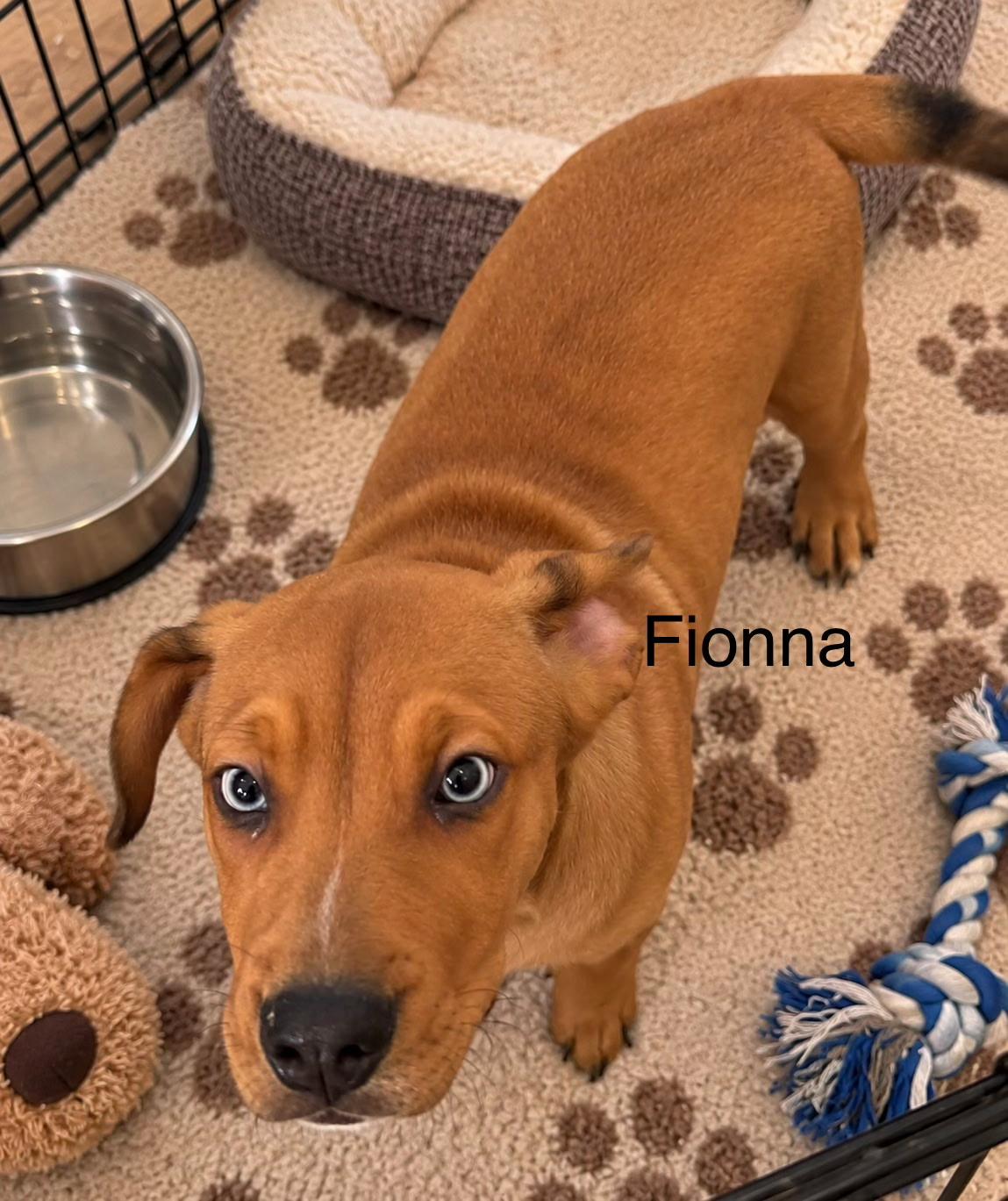 Enlarge Fionna, a Adoptable mixed breed in McAllen, TX image 2/2