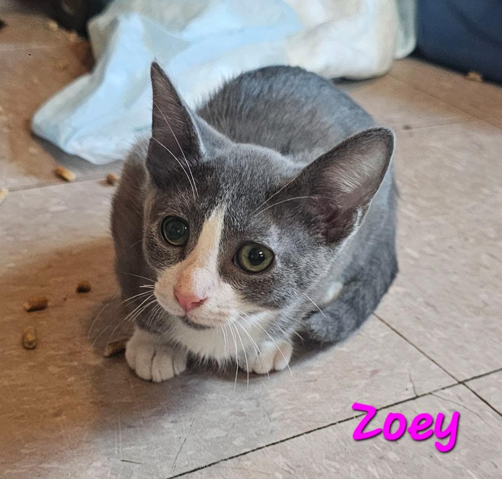 Zoey, Adoptable, Kitten Female Domestic Short Hair.