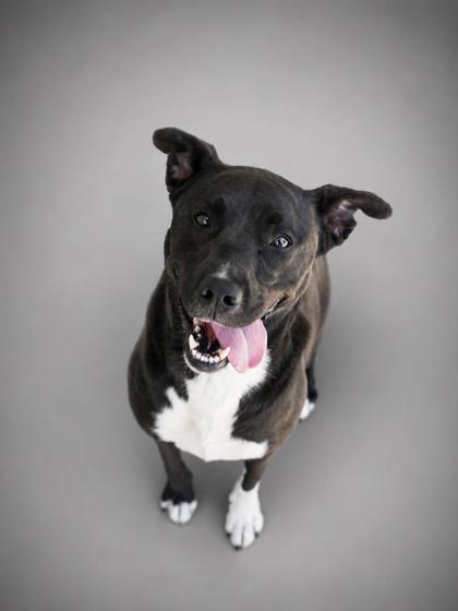 Enlarge Annie, a Adoptable mixed breed in Bowling Green, KY image 1/1